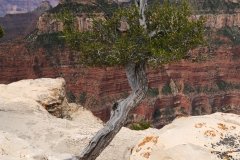 grand canyon tree